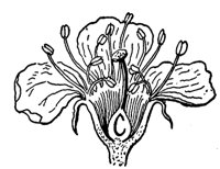 cherry-blossom-flower_2_md.gif