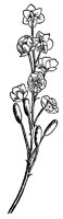 barberry-flower_1_lg.gif