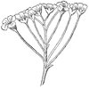 flower_2_th.gif