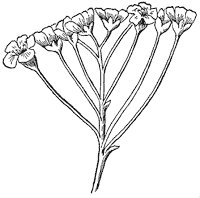 flower_2_sm.gif