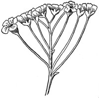 flower_2_lg.gif