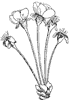 flower_3_th.gif