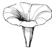 morning-glory-corolla_1_th.gif
