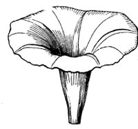 morning-glory-corolla_1_sm.gif