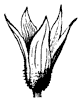 morning-glory-calyx_1_th.gif
