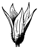 morning-glory-calyx_1_md.gif