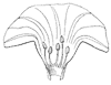morning-glory-stamen_2_th.gif