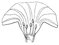 morning-glory-stamen_2_sm.gif