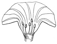 morning-glory-stamen_2_lg.gif