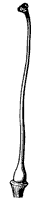 morning-glory-pistil_2_sm.gif