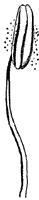 morning-glory-stamen_1_sm.gif