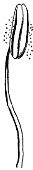 morning-glory-stamen_1_md.gif