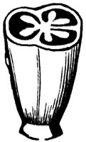 morning-glory-ovary_2_sm.gif