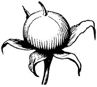 morning-glory-fruit_1_sm.gif