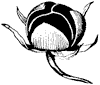 morning-glory-fruit_2_th.gif
