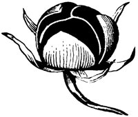 morning-glory-fruit_2_lg.gif