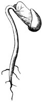seed_1_lg.gif