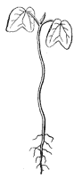 seedling_2_sm.gif