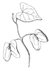 seedling_3_th.gif