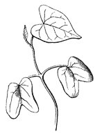 seedling_3_sm.gif