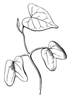 seedling_3_lg.gif