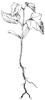 seedling_5_th.gif
