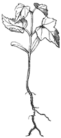 seedling_5_sm.gif