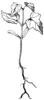 seedling_5_lg.gif