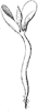 seedling_6_th.gif