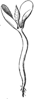 seedling_6_sm.gif