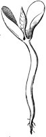 seedling_6_lg.gif