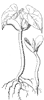 seedling_7_th.gif