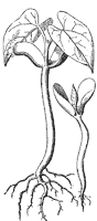seedling_7_sm.gif