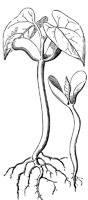 seedling_7_lg.gif