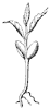 seedling_8_th.gif