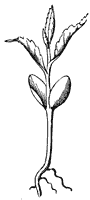 seedling_8_sm.gif