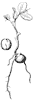 seedling_10_th.gif