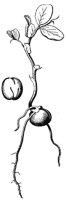 seedling_10_md.gif
