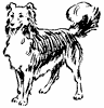 dog_11_th.gif