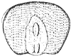 seed_2_th.gif