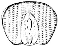 seed_2_sm.gif