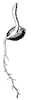 seedling_11_th.gif