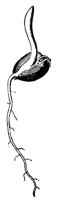 seedling_11_md.gif