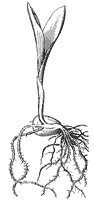 seedling_12_sm.gif