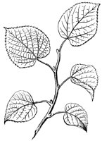 buds_1_lg.gif