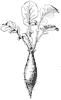 radish-root_1_th.gif