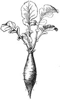 radish-root_1_sm.gif