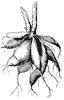 dahlia-root_1_th.gif