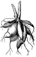dahlia-root_1_sm.gif