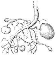 potato-root_1_sm.gif